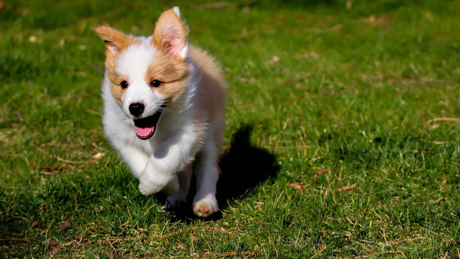 puppy running in grass