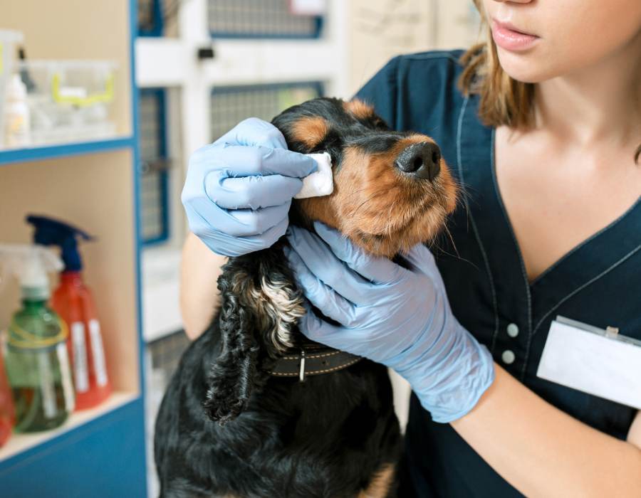Pet Wellness & Preventative Care
