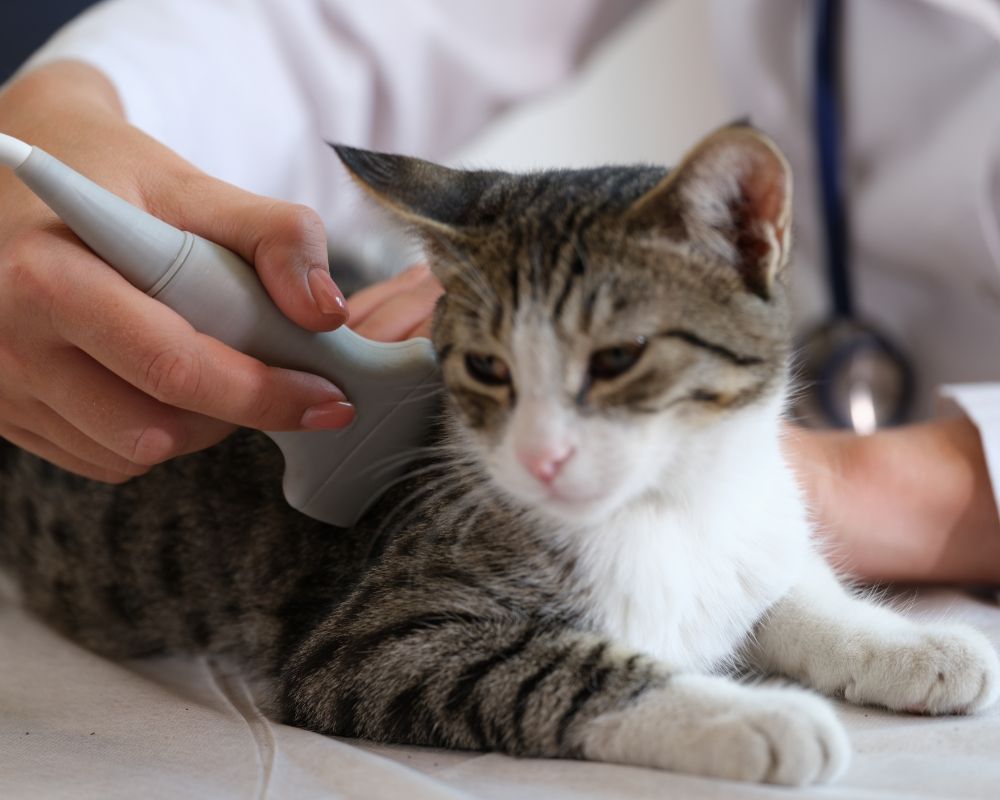 pet exam