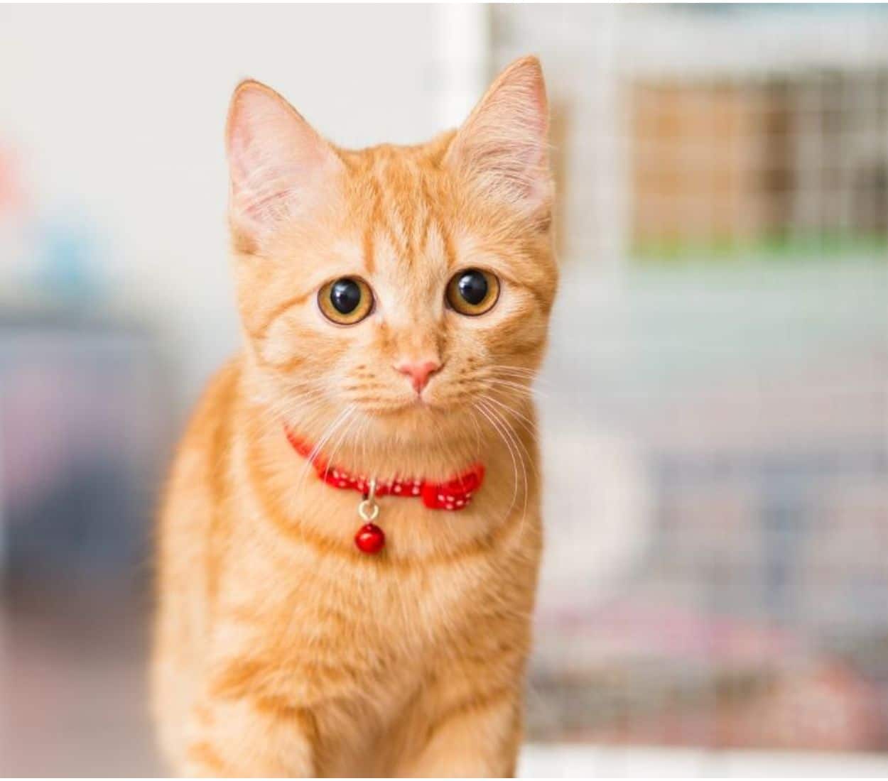 small Kitten