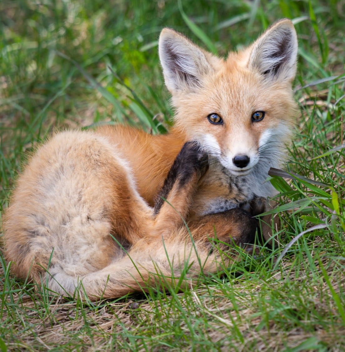fox kits in the wild