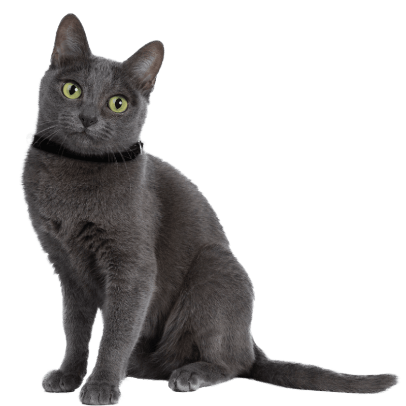 A black cat